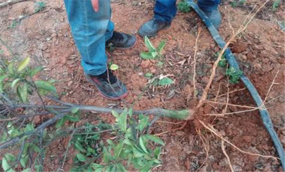 挖除病樹，徹底清除病源