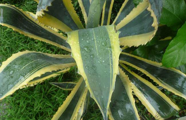 龍舌蘭科植物圖片大全 花卉怎么養(yǎng)