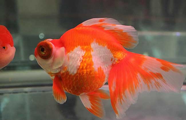 龍睛圖片 龍睛圖片