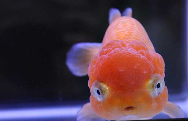 金魚(yú)怎么養(yǎng)