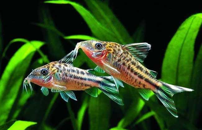 觀賞魚(yú)的品種知識(shí)