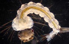 蚊子的幼蟲是什么？蚊子的發(fā)育過程簡介