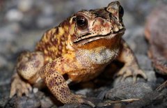 蛇吃蟾蜍嗎？