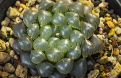 冰燈玉露的花語是什么？