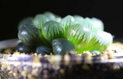 冰燈玉露和姬玉露的區(qū)別有哪些?