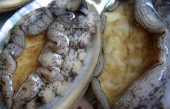 鮑魚多少錢一斤，鮑魚的等級如何劃分？