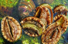 鮑魚的營養(yǎng)價值有哪些，適宜哪些人群食用