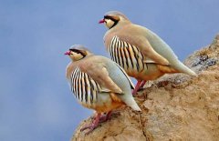 美國(guó)鷓鴣養(yǎng)殖介紹