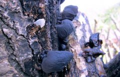 黑木耳的等級(jí)分類標(biāo)準(zhǔn)，選購黑木耳的注意事項(xiàng)