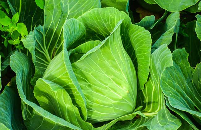 卷心菜品種及圖片大全 卷心菜品種知識(shí)