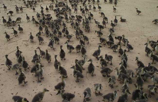 大雁苗多少錢一只 特種動物養(yǎng)殖技術(shù)