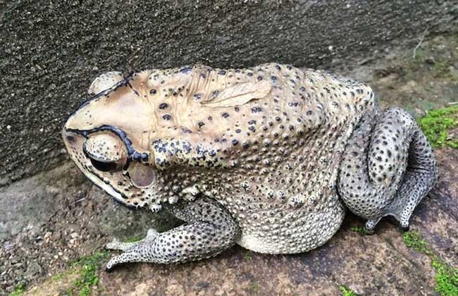 蟾蜍皮的作用及食用方法 蟾蜍的功效與作用