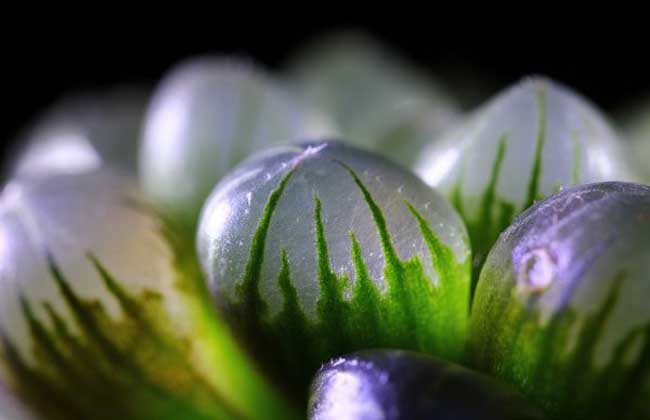 冰燈玉露多少錢一盆 冰燈玉露的養(yǎng)殖方法