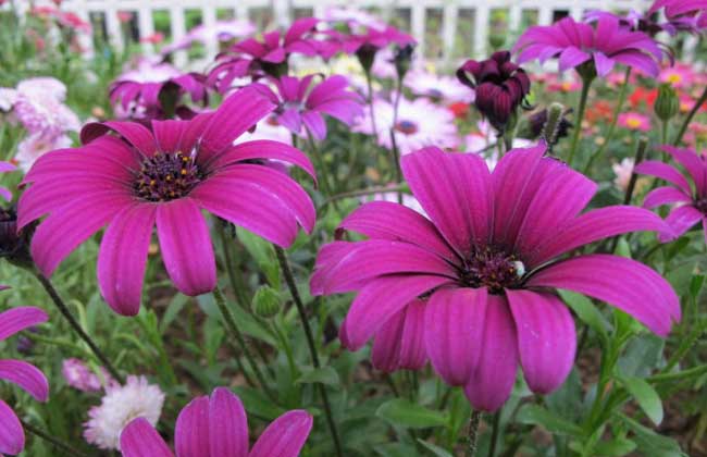 南非萬(wàn)壽菊?qǐng)D片 萬(wàn)壽菊的養(yǎng)殖方法