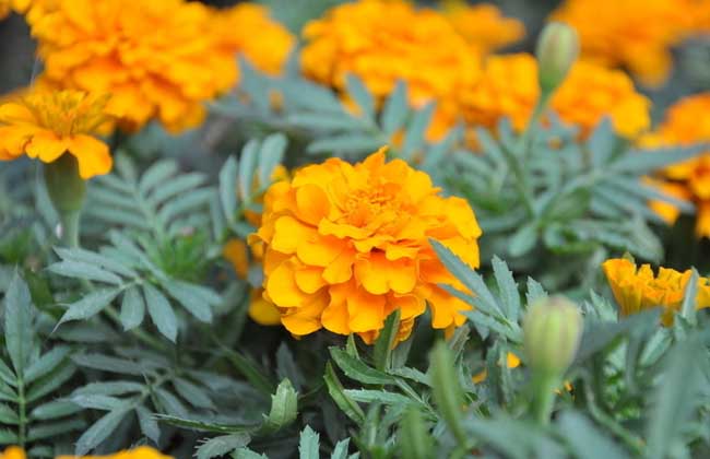 萬(wàn)壽菊怎么養(yǎng)