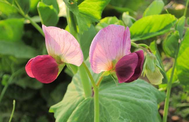 豌豆的種植-豌豆圖片 豌豆怎么種