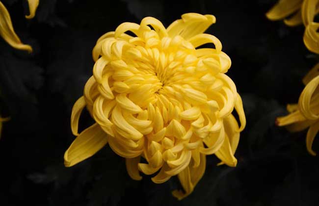 菊花的產(chǎn)地分布 菊花養(yǎng)殖方法