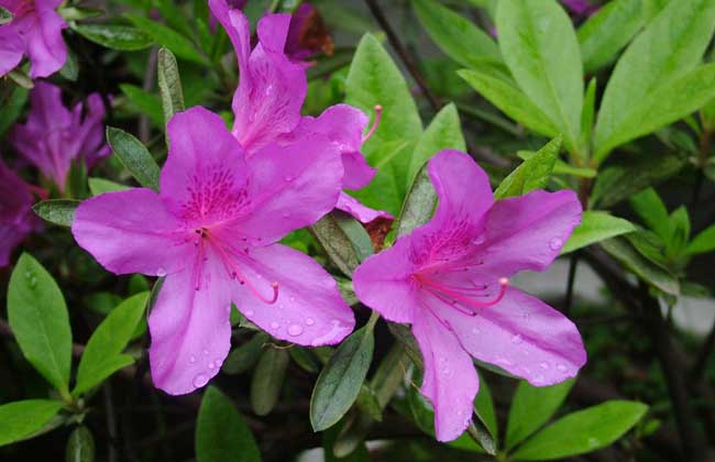 杜鵑花的花語和傳說 杜鵑花的養(yǎng)殖方法