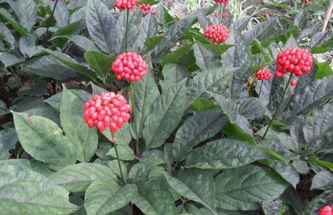 西洋參的種植前景和種植效益 西洋參的種植前景