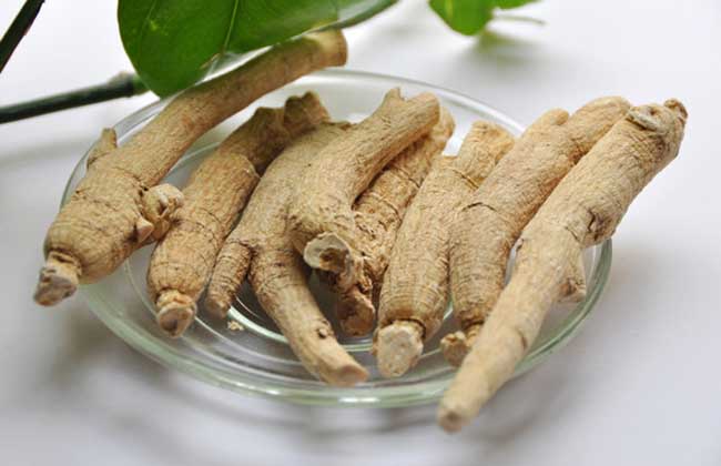 花旗參和西洋參的區(qū)別 中藥材種植