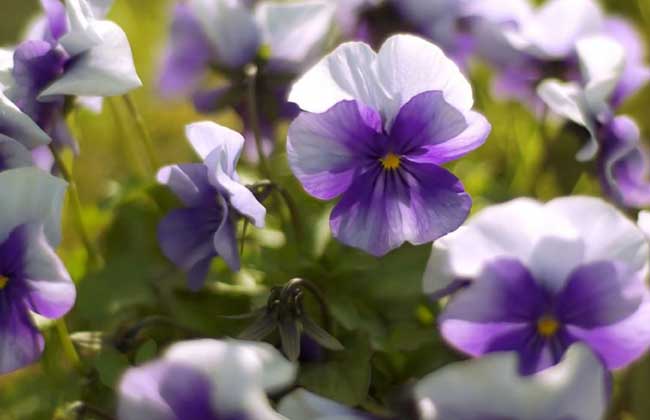 紫羅蘭的養(yǎng)殖方法 紫羅蘭種植方法