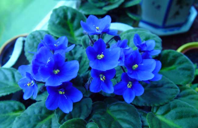 非洲紫羅蘭的花語和故事 紫羅蘭的養(yǎng)殖方法