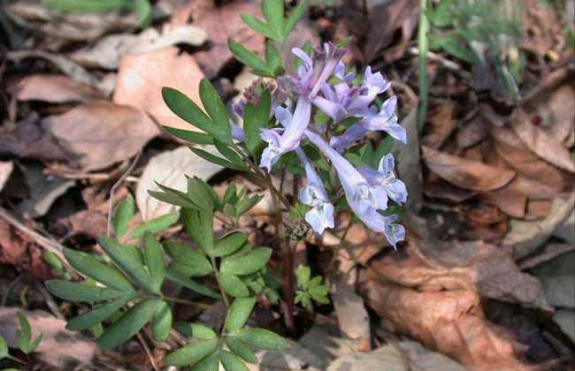 元胡的產(chǎn)地分布 元胡種植技術(shù)