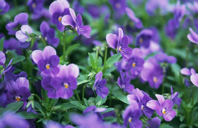 紫羅蘭的功效與作用 紫羅蘭的功效與作用