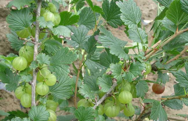 燈籠果的營(yíng)養(yǎng)價(jià)值 燈籠果