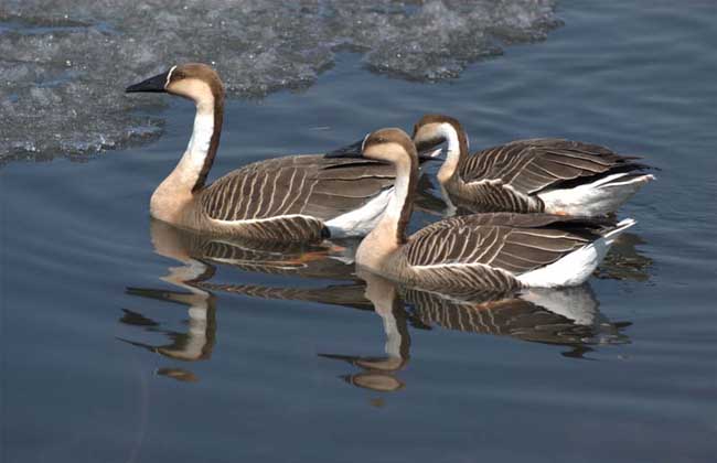 大雁的營養(yǎng)價值及食用功效 生活常識