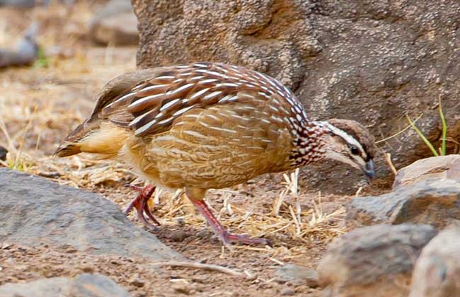 鷓鴣的營(yíng)養(yǎng)價(jià)值及功效與作用 鷓鴣的功效與作用