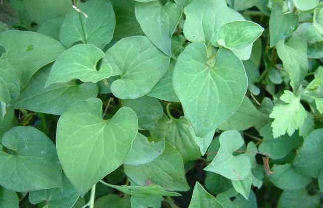 折耳根的功效與作用 生活常識(shí)