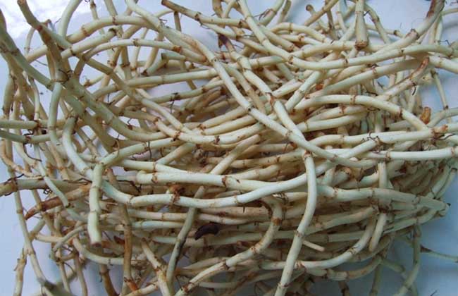 折耳根泡水的功效與作用 生活常識