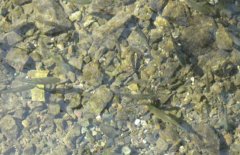 青魚魚種培育方法、親魚培育池設(shè)計(jì)與繁殖技術(shù)