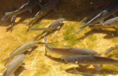 青魚的壽命有多長(zhǎng)，其生長(zhǎng)周期是多長(zhǎng)時(shí)間