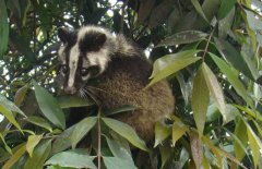 果子貍吃什么食物？