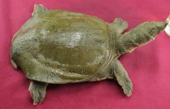 吃甲魚過敏怎么辦，其過敏的原因是什么？