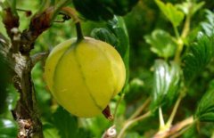 燈籠果怎么吃最好？