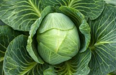 黃芽菜、白菜、包菜和卷心菜的區(qū)別