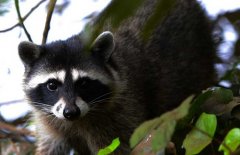 果子貍是幾級保護動物？