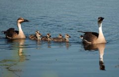 大雁和大雁鵝的區(qū)別有哪些?