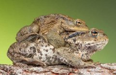 蟾蜍能吃嗎？