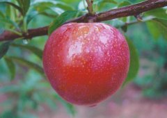 植物生長(zhǎng)激素有哪些？