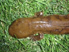 大鯢的發(fā)病原因有哪幾種？