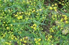 小柴胡的功效與作用