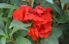 鳳仙花種子怎么種？