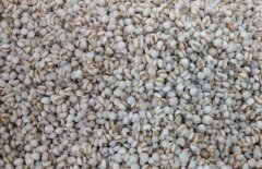 薏米仁能減肥嗎？薏米仁怎樣吃減肥？