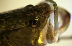 鱖魚品種有哪幾種、各有什么特點？