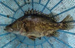 鱖魚和桂魚的區(qū)別是什么,鱖魚的別稱有哪些