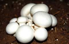 口蘑、香菇、草菇的區(qū)別